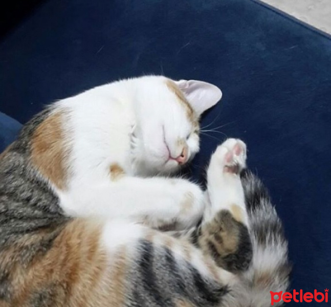 Tekir Kedi, Kedi  hande fotoğrafı