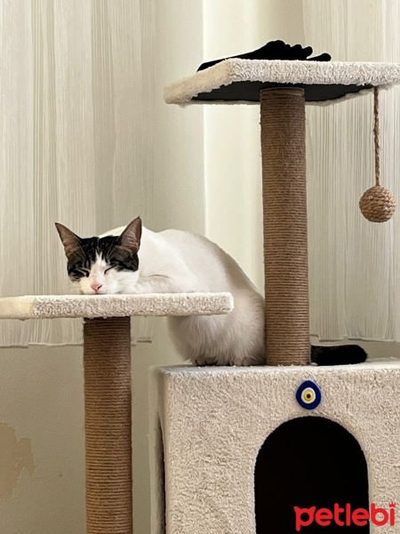 Tekir Kedi, Kedi  mia fotoğrafı