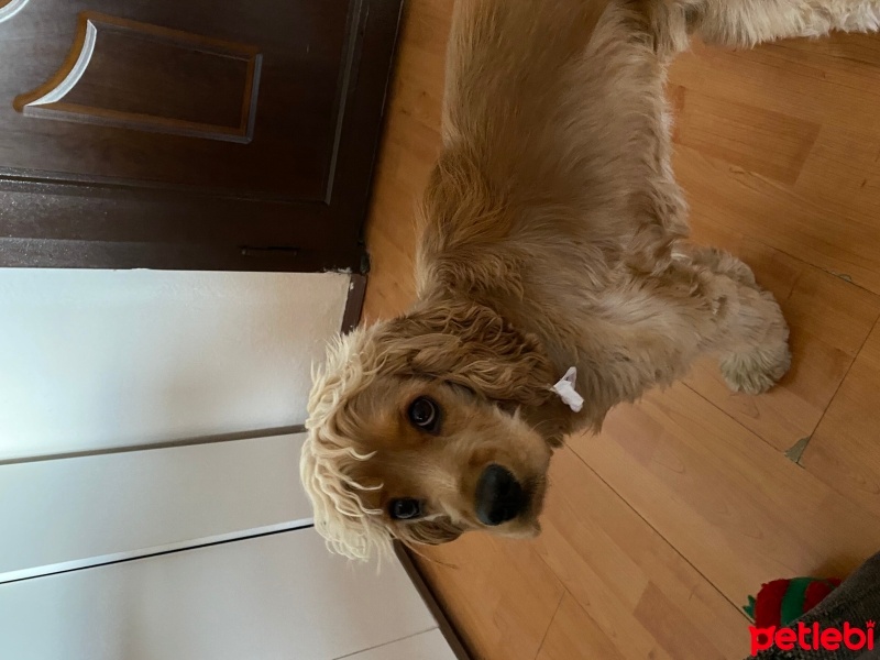 Amerikan Cocker Spaniel, Köpek  Bal fotoğrafı