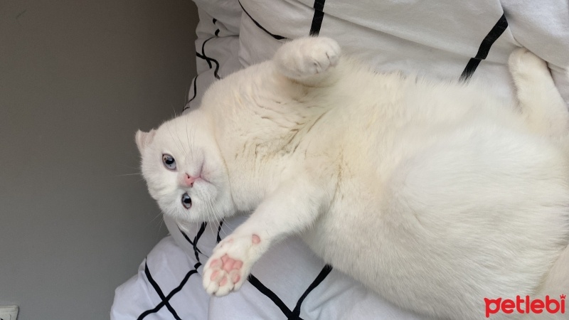 British Shorthair, Kedi  Pamuk fotoğrafı