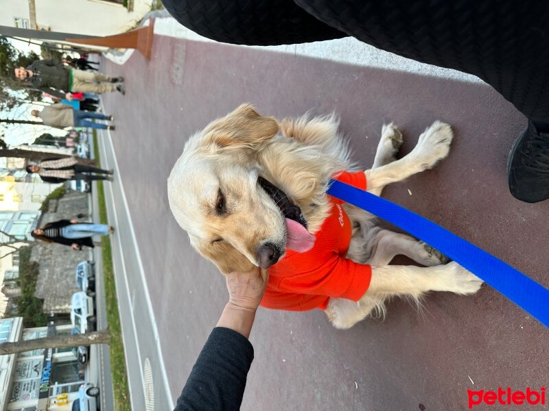 Golden Retriever, Köpek  Latte fotoğrafı