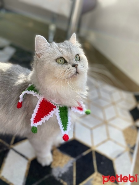 British Longhair, Kedi  LUNA fotoğrafı