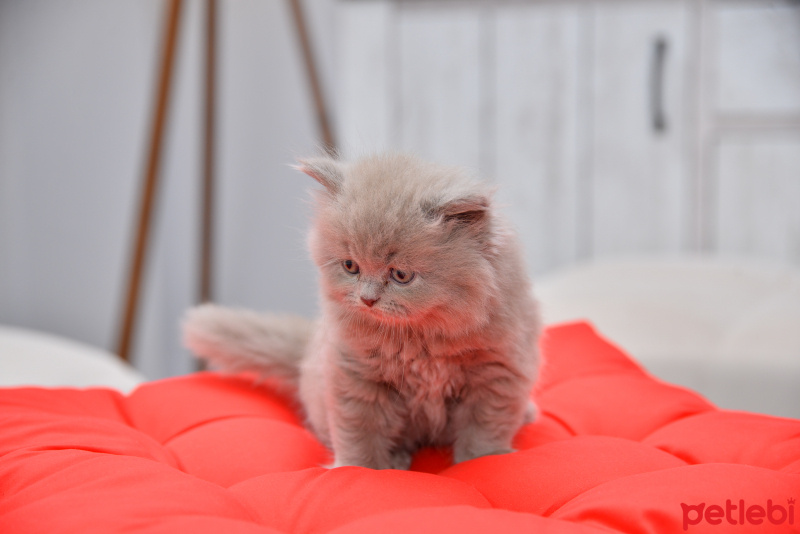 Scottish Fold, Kedi  latte fotoğrafı
