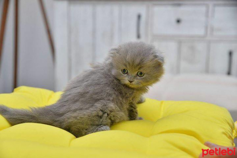 Scottish Fold, Kedi  latte fotoğrafı