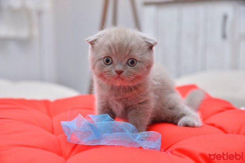 Scottish Fold, Kedi  latte fotoğrafı