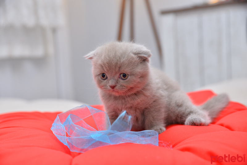Scottish Fold, Kedi  latte fotoğrafı