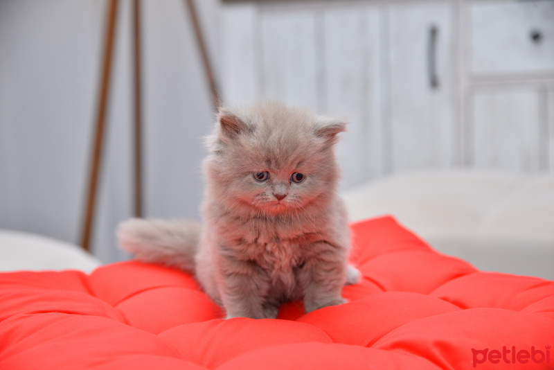 Scottish Fold, Kedi  latte fotoğrafı