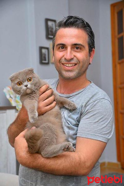 Scottish Fold, Kedi  latte fotoğrafı