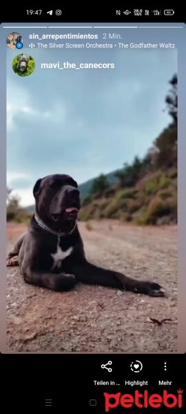 Cane Corso Italiano, Köpek  Mavi fotoğrafı