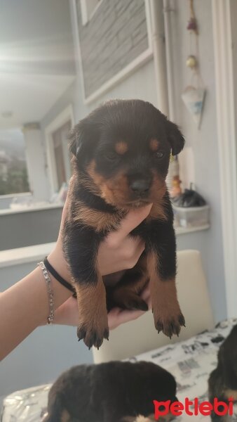 Rottweiler, Köpek  Yavrularım Sahiplendirilecektir fotoğrafı