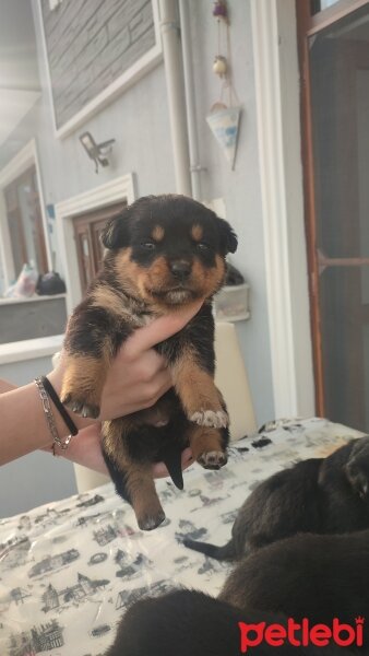 Rottweiler, Köpek  Yavrularım Sahiplendirilecektir fotoğrafı