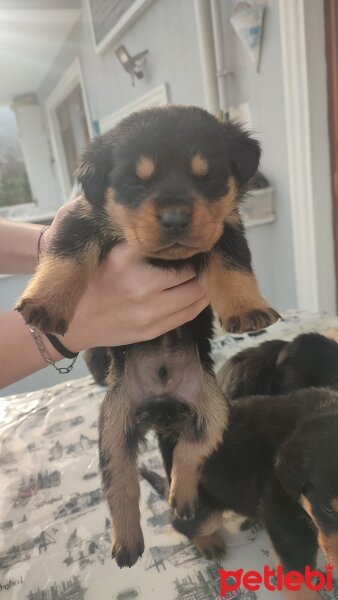 Rottweiler, Köpek  Yavrularım Sahiplendirilecektir fotoğrafı