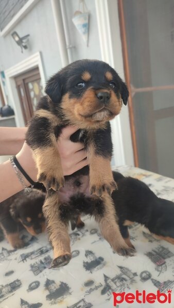 Rottweiler, Köpek  Yavrularım Sahiplendirilecektir fotoğrafı