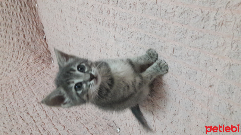 British Shorthair, Kedi  Duman fotoğrafı