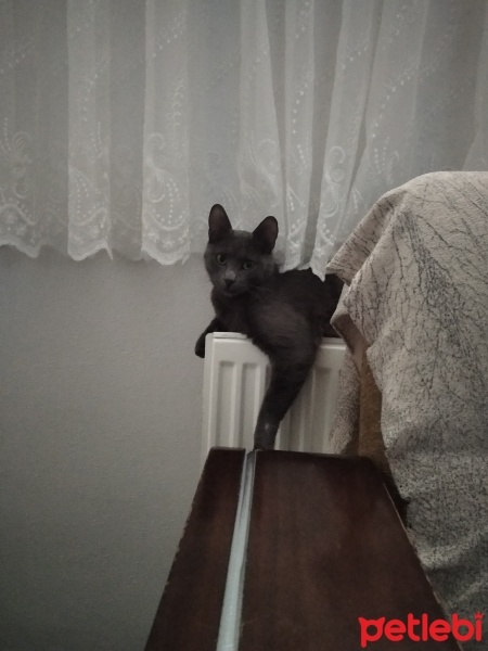 British Shorthair, Kedi  Duman fotoğrafı