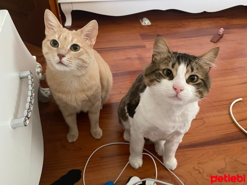 Tekir Kedi, Kedi  Harley fotoğrafı