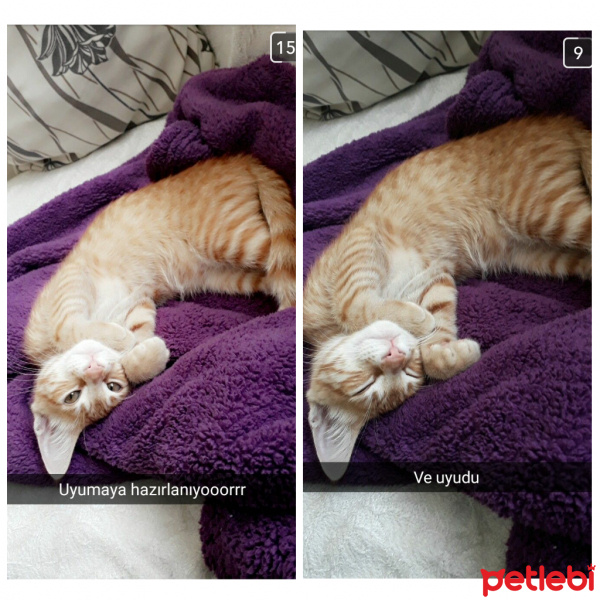 Tekir Kedi, Kedi  Minik fotoğrafı