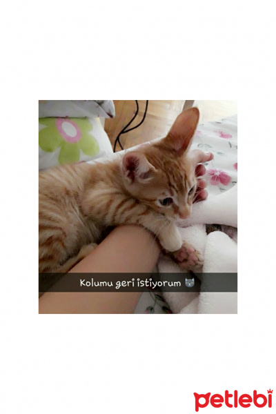 Tekir Kedi, Kedi  Minik fotoğrafı