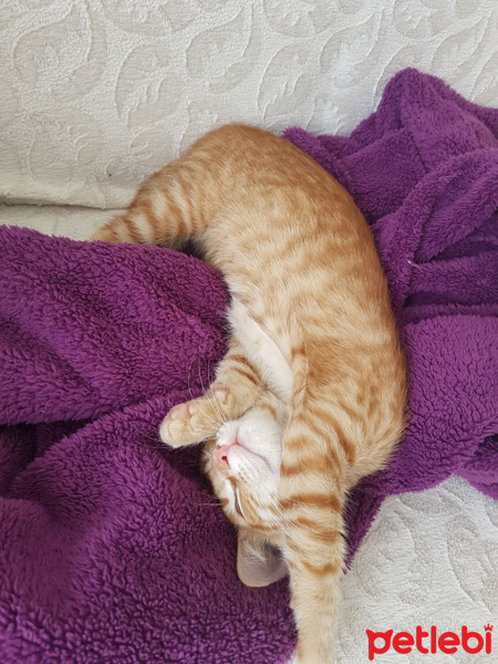 Tekir Kedi, Kedi  Minik fotoğrafı