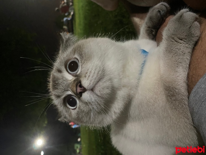 British Shorthair, Kedi  ÇİKO fotoğrafı