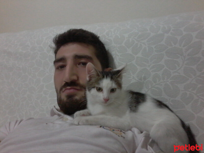 Tekir Kedi, Kedi  Afacan fotoğrafı