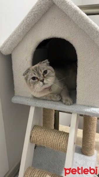 Scottish Fold, Kedi  İnci fotoğrafı