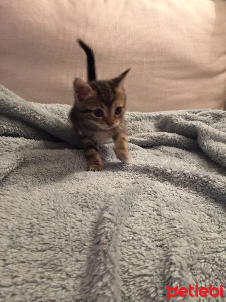 Tekir Kedi, Kedi  Angela fotoğrafı