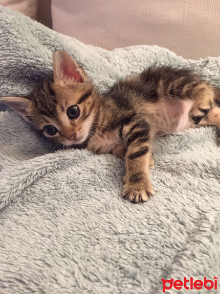 Tekir Kedi, Kedi  Angela fotoğrafı