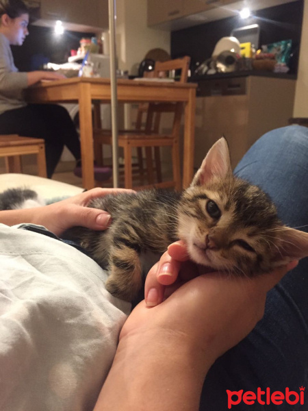 Tekir Kedi, Kedi  Angela fotoğrafı