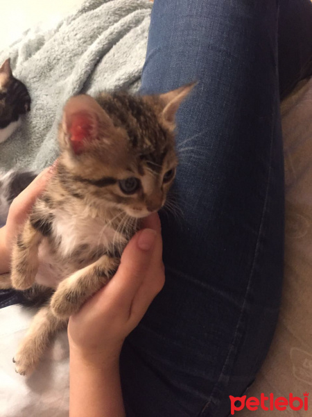 Tekir Kedi, Kedi  Angela fotoğrafı