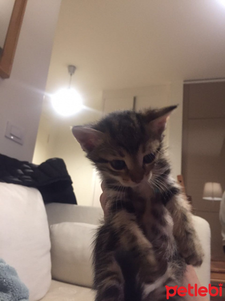 Tekir Kedi, Kedi  Angela fotoğrafı
