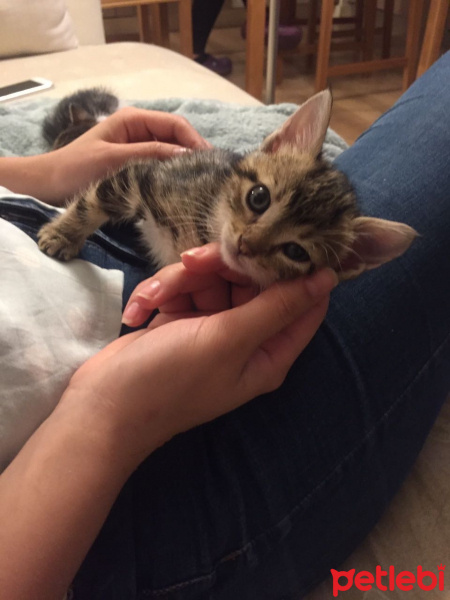 Tekir Kedi, Kedi  Angela fotoğrafı