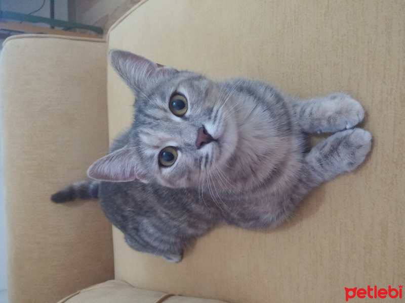Tekir Kedi, Kedi  Maya fotoğrafı