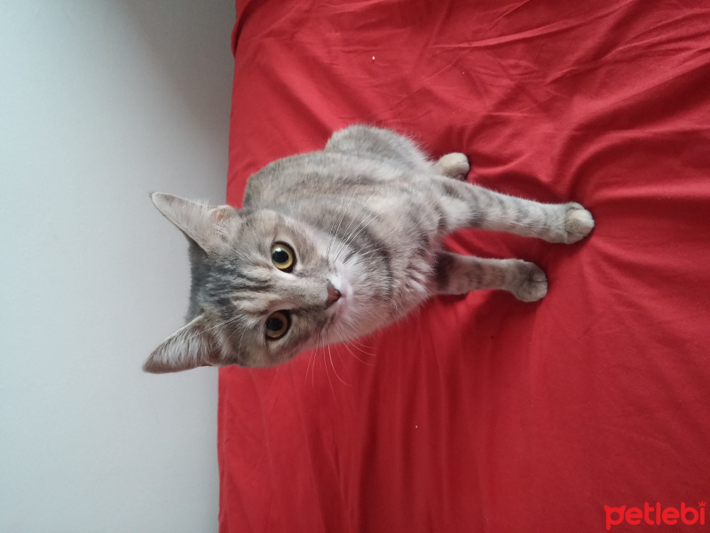 Tekir Kedi, Kedi  Maya fotoğrafı