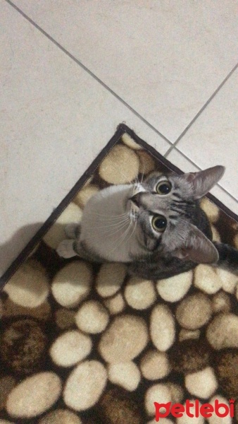 Tekir Kedi, Kedi  mia fotoğrafı
