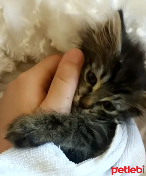 Tekir Kedi, Kedi  Mia fotoğrafı