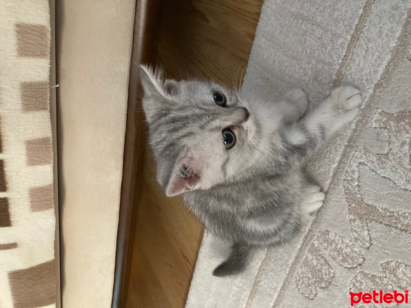 British Shorthair, Kedi  Tarçın fotoğrafı