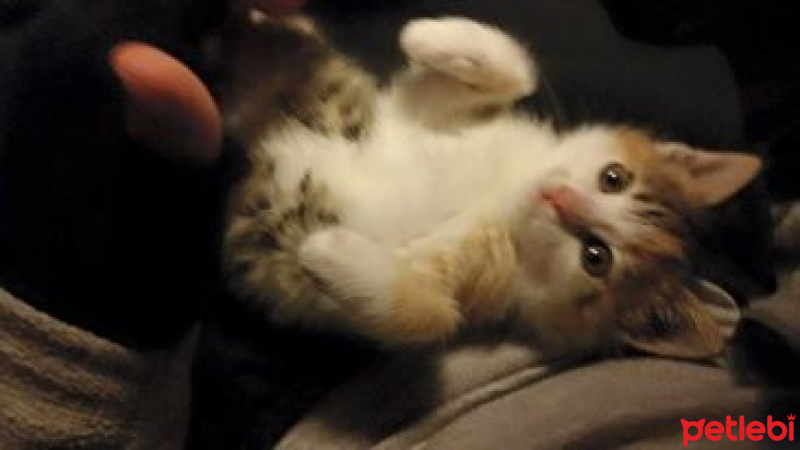 Tekir Kedi, Kedi  Çiçek fotoğrafı