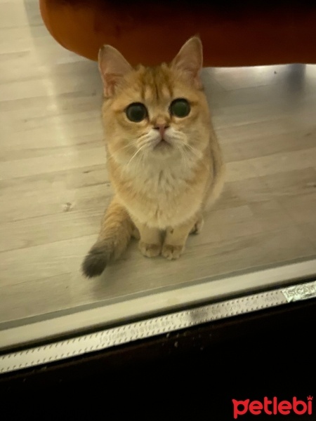 British Shorthair, Kedi  Tarçın fotoğrafı
