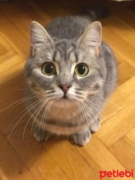 British Shorthair, Kedi  MİYA fotoğrafı