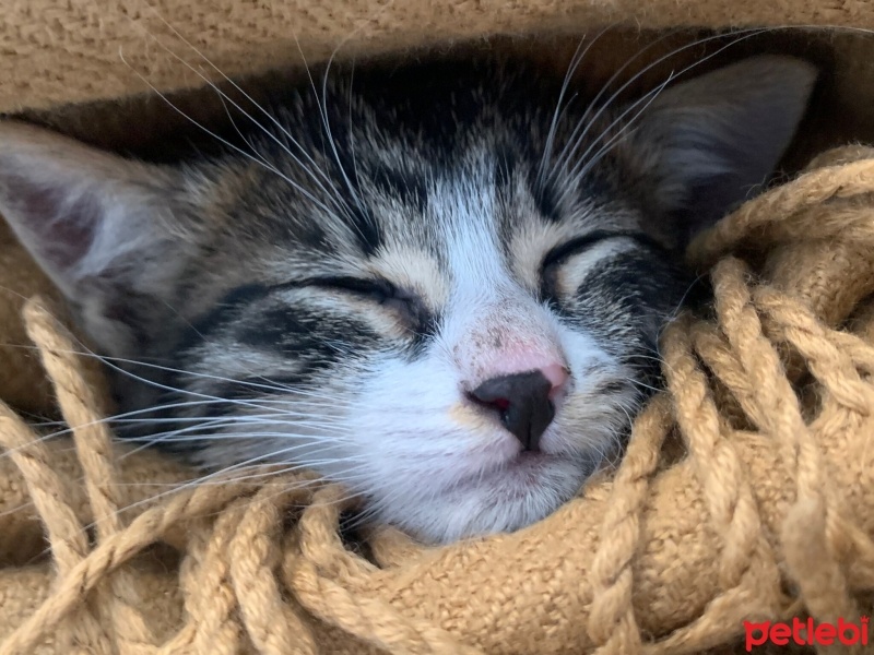 Tekir Kedi, Kedi  Leo fotoğrafı