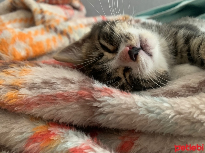 Tekir Kedi, Kedi  Leo fotoğrafı