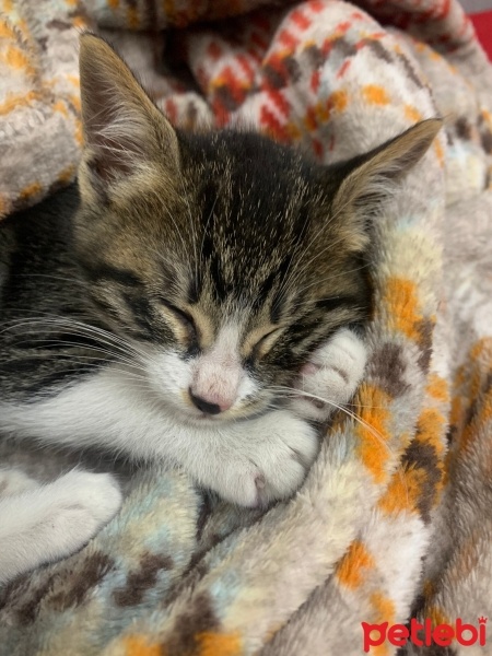 Tekir Kedi, Kedi  Leo fotoğrafı