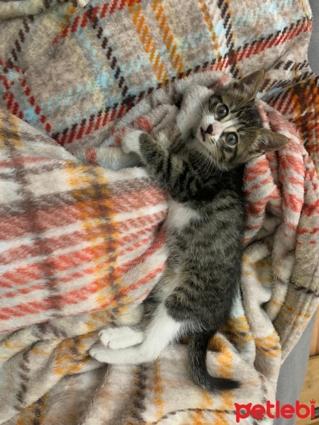 Tekir Kedi, Kedi  Leo fotoğrafı