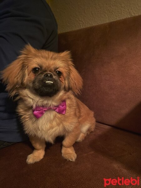 Pekingese, Köpek  Mişa fotoğrafı