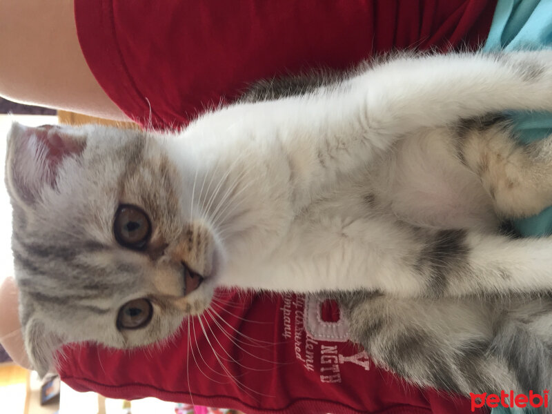 Scottish Fold, Kedi  Kontes fotoğrafı