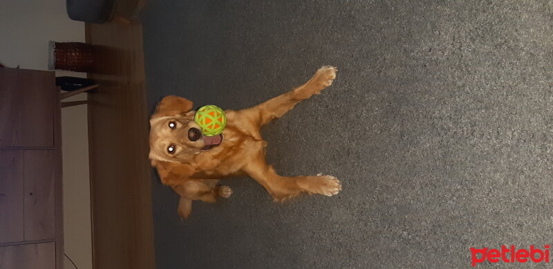 Golden Retriever, Köpek  ÇİÇEK fotoğrafı