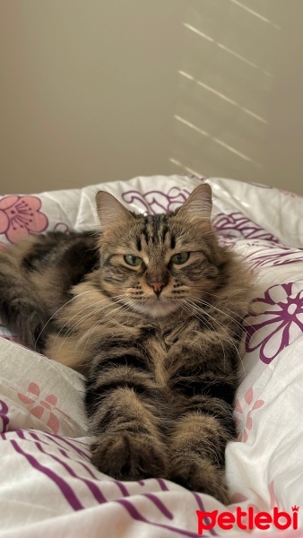 Norwegian Forest, Kedi  Gece fotoğrafı