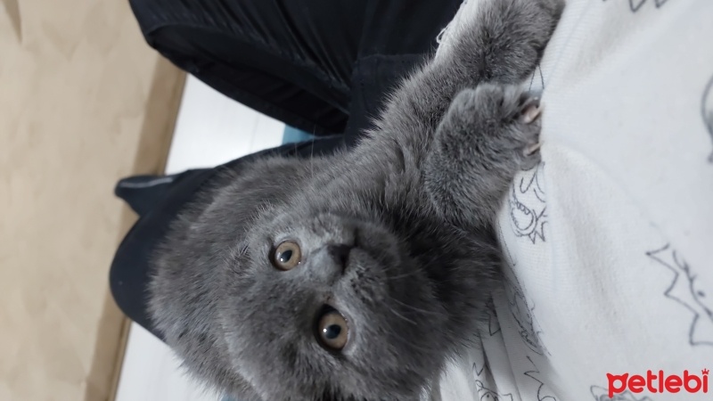 Scottish Fold, Kedi  Luna fotoğrafı