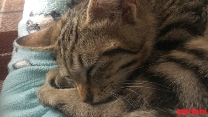 Tekir Kedi, Kedi  Çakıl fotoğrafı
